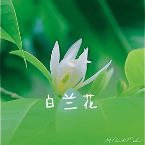 白兰花 （Prod.by Flowless）