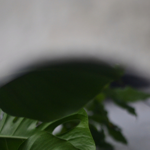 Lay Back (Sea Sound)