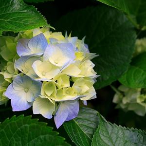 Ya Rasulullah Ya Sifatullah