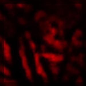 quietus