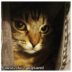 Gwiazda z wąsami