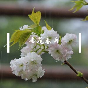 杏花春雨