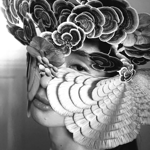 Psilocybe Tampanensis