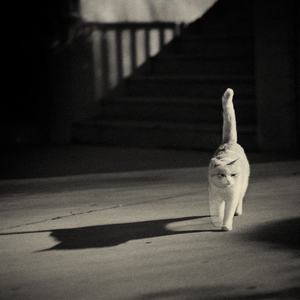 心情虽down 不耽误浪