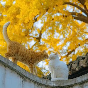 疫情结束后我们见面吧