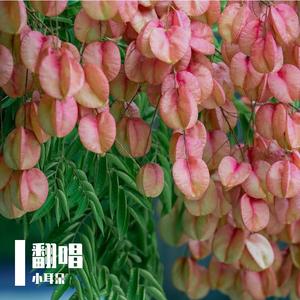 逆风（原版翻唱）