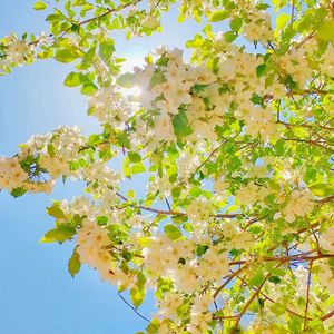 旧年夏