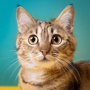 Melodías Relajantes Noche Felina