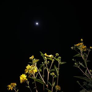 Wet Flowers (semi finalized)