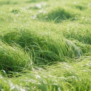 风吹过青草地