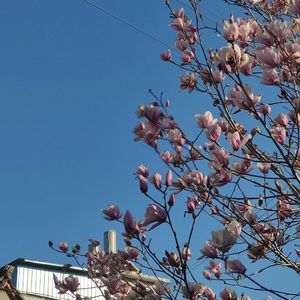 夜桂花（prod.prodyon）