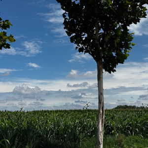 黑夜无尽的思念