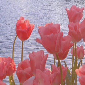 一样的月光(lala)