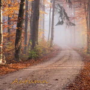 Autumn