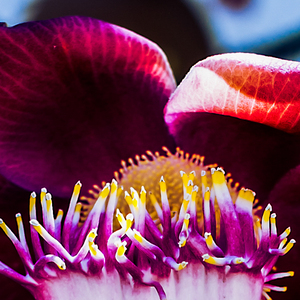 流行地下室穷人酒吧