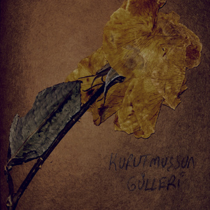 kurutmuşsun gülleri