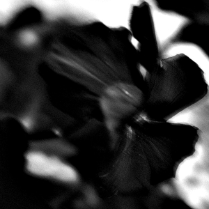 Черная Виола