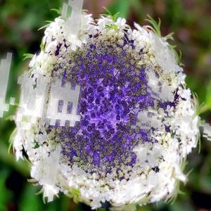 ӄǟʀʄɨօʟ ȶʀǟռֆʐ