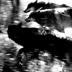 La Pasion (TikTok Version)