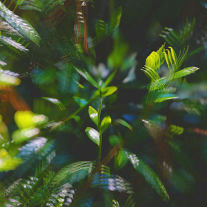 丹丘茶慧 茶是什么？
