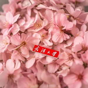 樱花树下的秘密