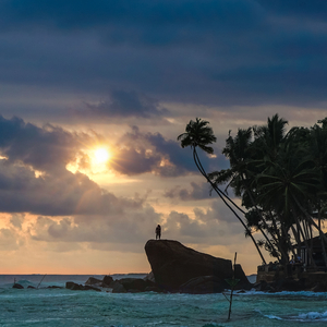 Rain Falling Over Trees in a Forest
