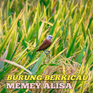 Burung Berkicau