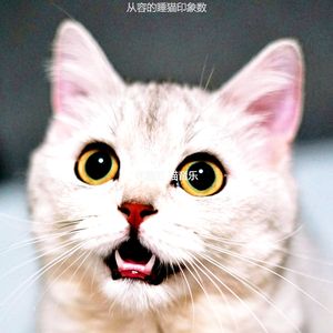 温和小猫梦想