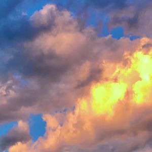 心上野草的恋歌