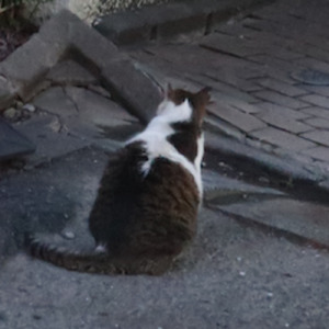 言葉が尽きるまで待って