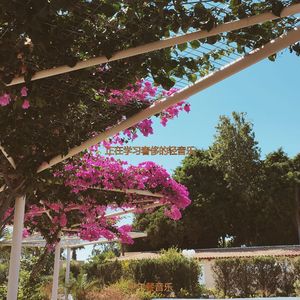 读放松的轻音乐