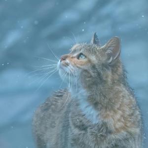 无题（翻自 胡夏）