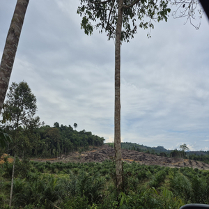 Symphony Ratapan Bumi