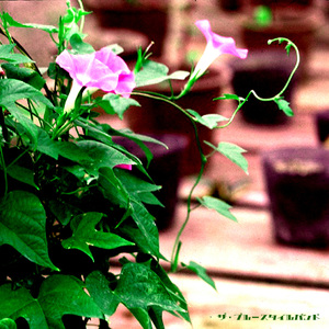 やんなっちゃうでしょ