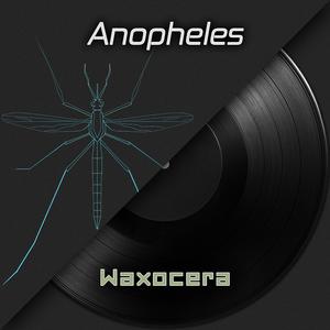 Anopheles (Malaria Mosquitoes)