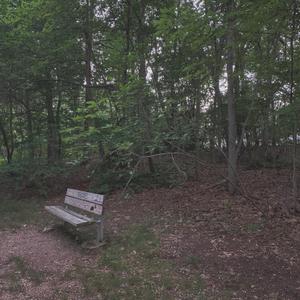 treeinthefall