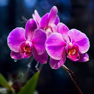 Не звони мне мама на войну