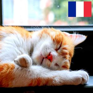 Ronronnement d'un Chat près d'une Pluie sur la Fenêtre