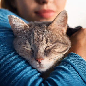 Los Ronroneos Más Suaves