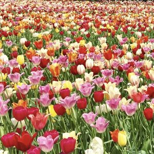 The Promise of the World (Howl's Moving Castle)