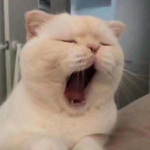 【FREE】zzzz