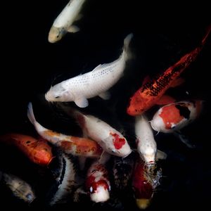 忍术（Cove Oliver Jiang）