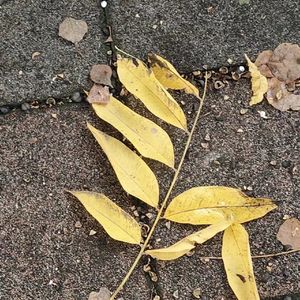 破晓之光