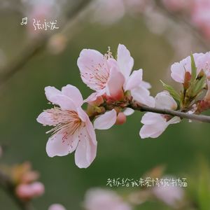 老板给我来爱情碗牛肉面