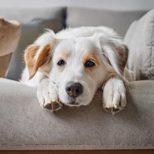 Notas Tranquilas Para La Armonía De Las Mascotas