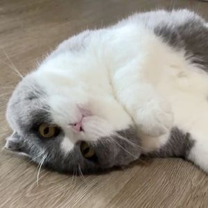 就这样什么都不做