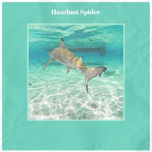 Hazelnut Spider