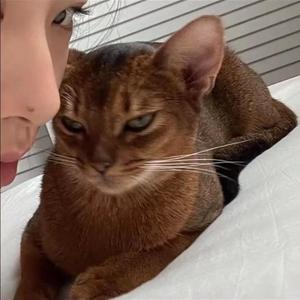 她不是Cover：BigYear大年