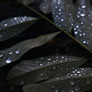 Underwater Drops