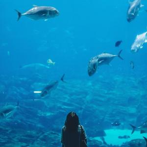 Whalesong (Frutiger Aero Mix)